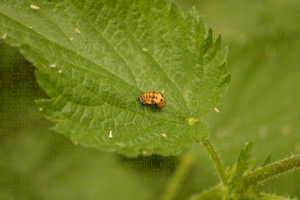 Pupe de coccinelle (Coccinella septempunctata) sur une feuille d'ortie